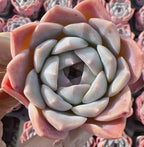 Echeveria Barbie Doll Soil Song