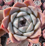 Echeveria Barbie Doll Soil Song