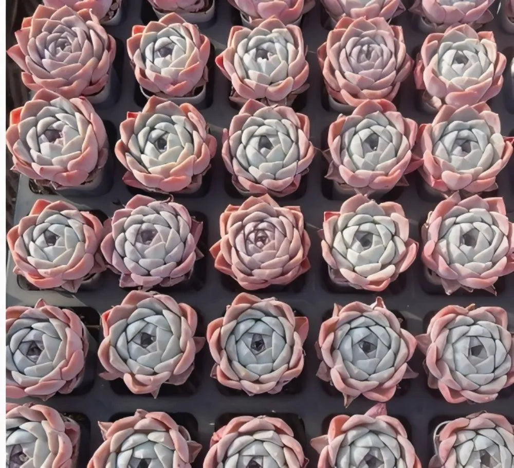 Echeveria Barbie Doll Soil Song