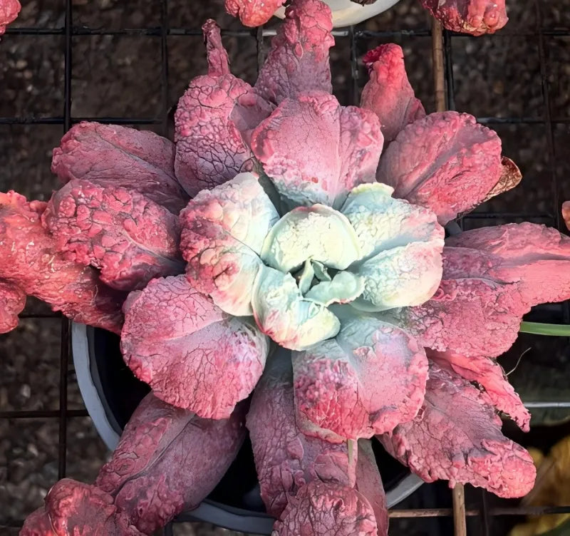 Echeveria Baron Bold Soil Song