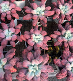 Echeveria Baron Bold Soil Song