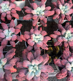 Echeveria Baron Bold Soil Song