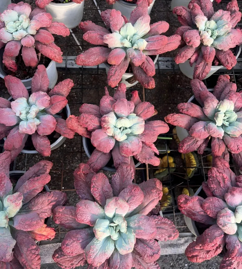 Echeveria Baron Bold Soil Song