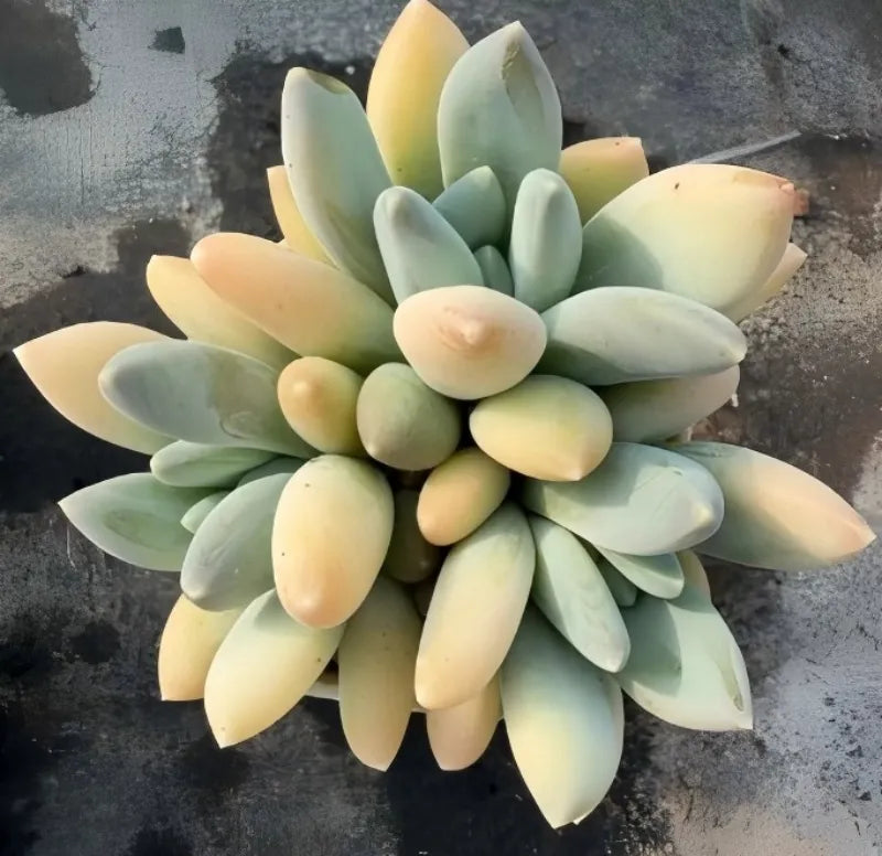 Variegated echeveria succulent rosette in pale green and cream tones, close-up
