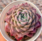Echeveria Bessie Soil Song