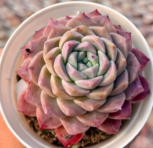Echeveria Bessie Soil Song