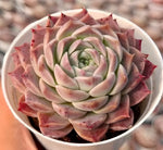 Echeveria Bessie Soil Song