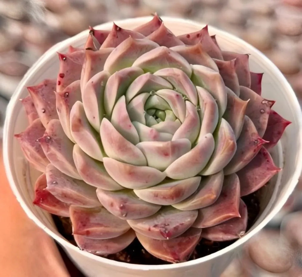Echeveria Bessie Soil Song