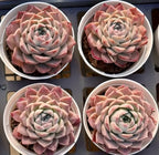 Echeveria Bessie Soil Song