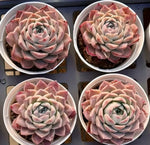 Echeveria Bessie Soil Song