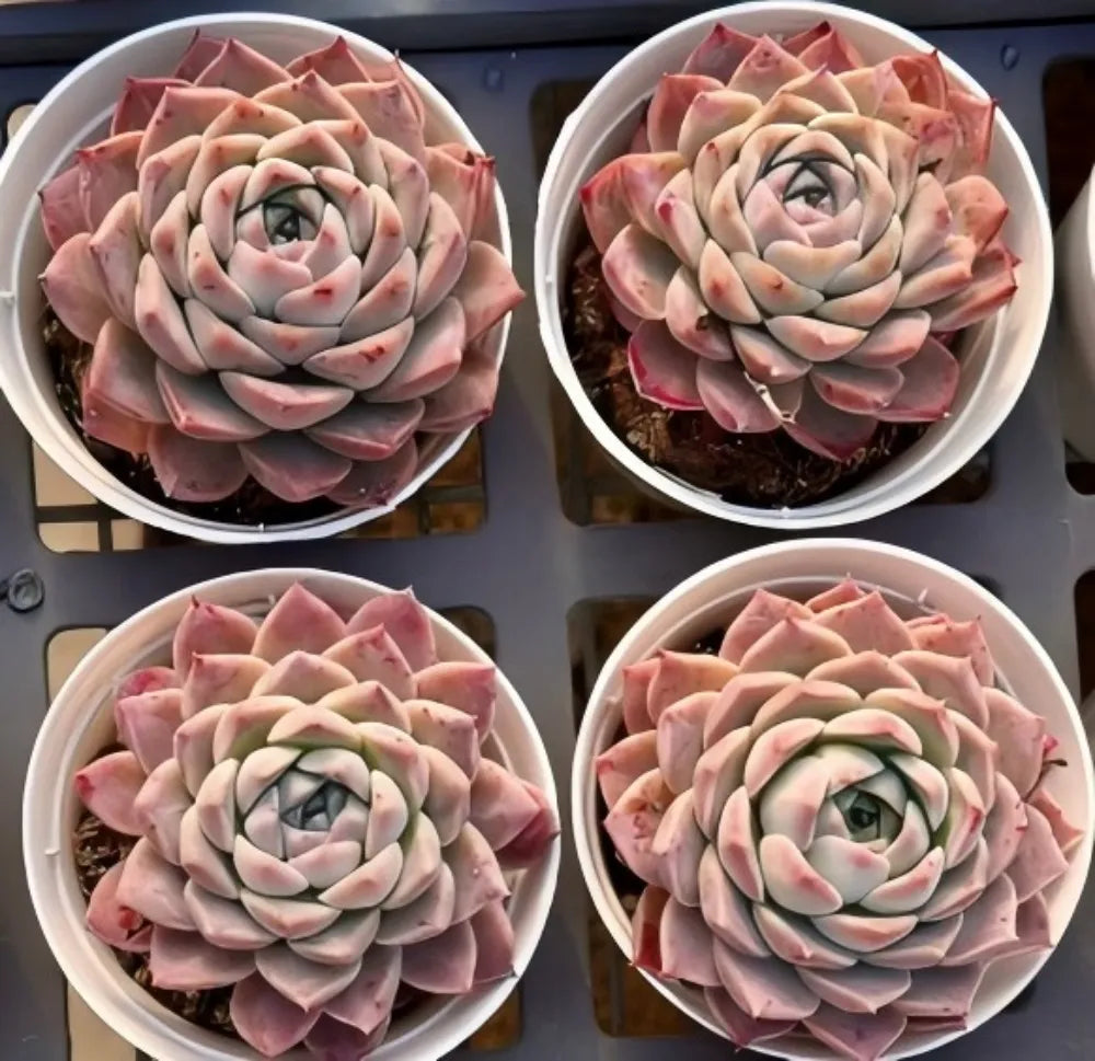 Echeveria Bessie Soil Song