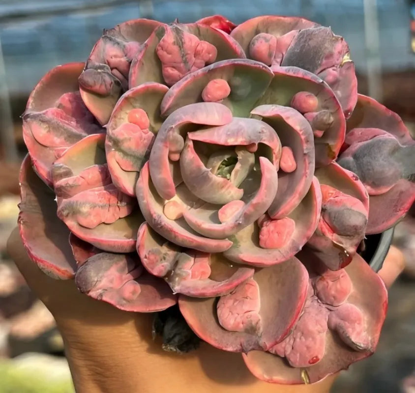 Echeveria Beyoncé Soil Song