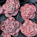 Echeveria Beyoncé Soil Song