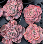 Echeveria Beyoncé Soil Song