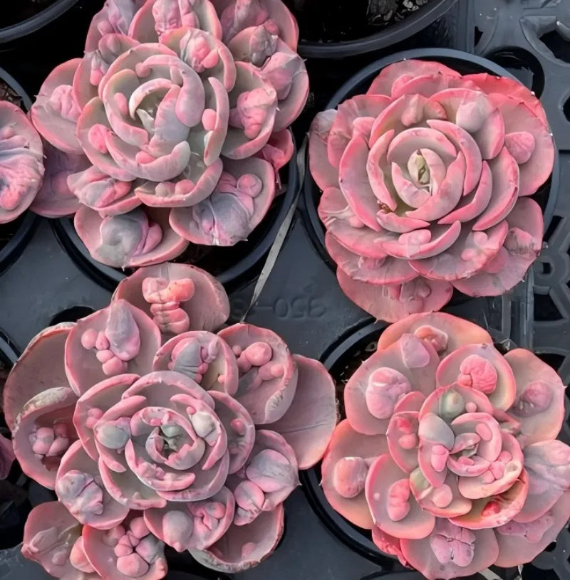 Echeveria Beyoncé Soil Song