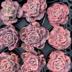 Echeveria Beyoncé Soil Song