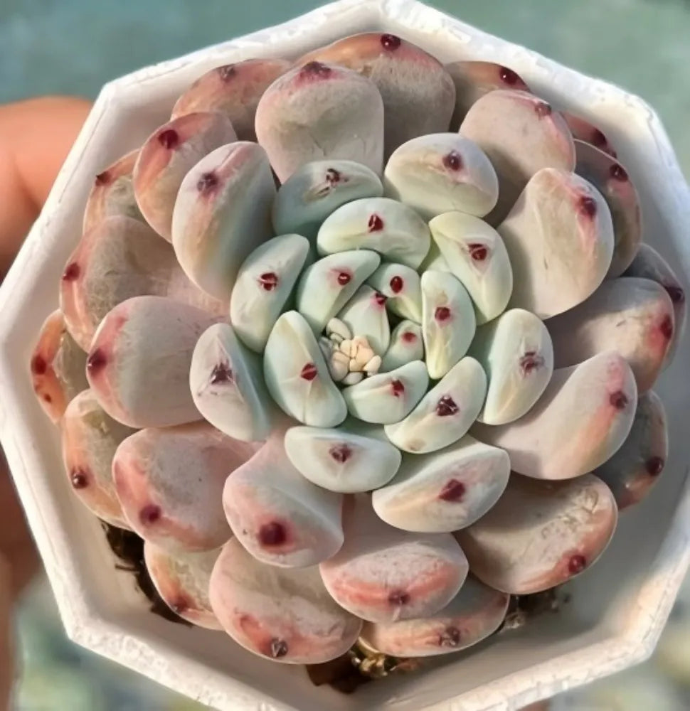 Echeveria Bianca Soil Song
