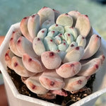 Echeveria Bianca Soil Song