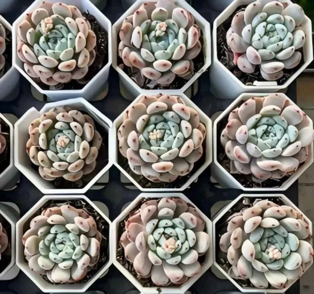 Echeveria Bianca