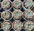 Echeveria Bianca