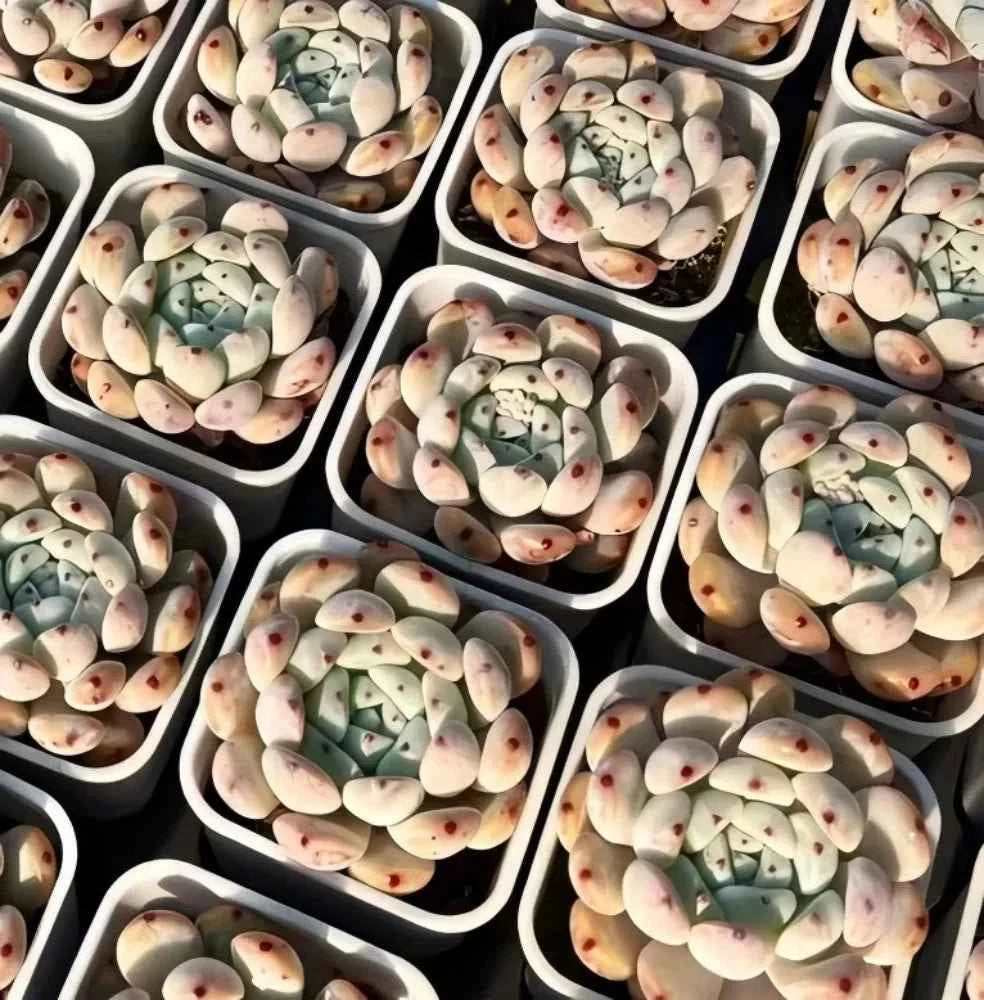 Echeveria Bianca