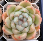 Echeveria Biera Jenny Soil Song