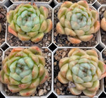 Echeveria Biera Jenny Soil Song