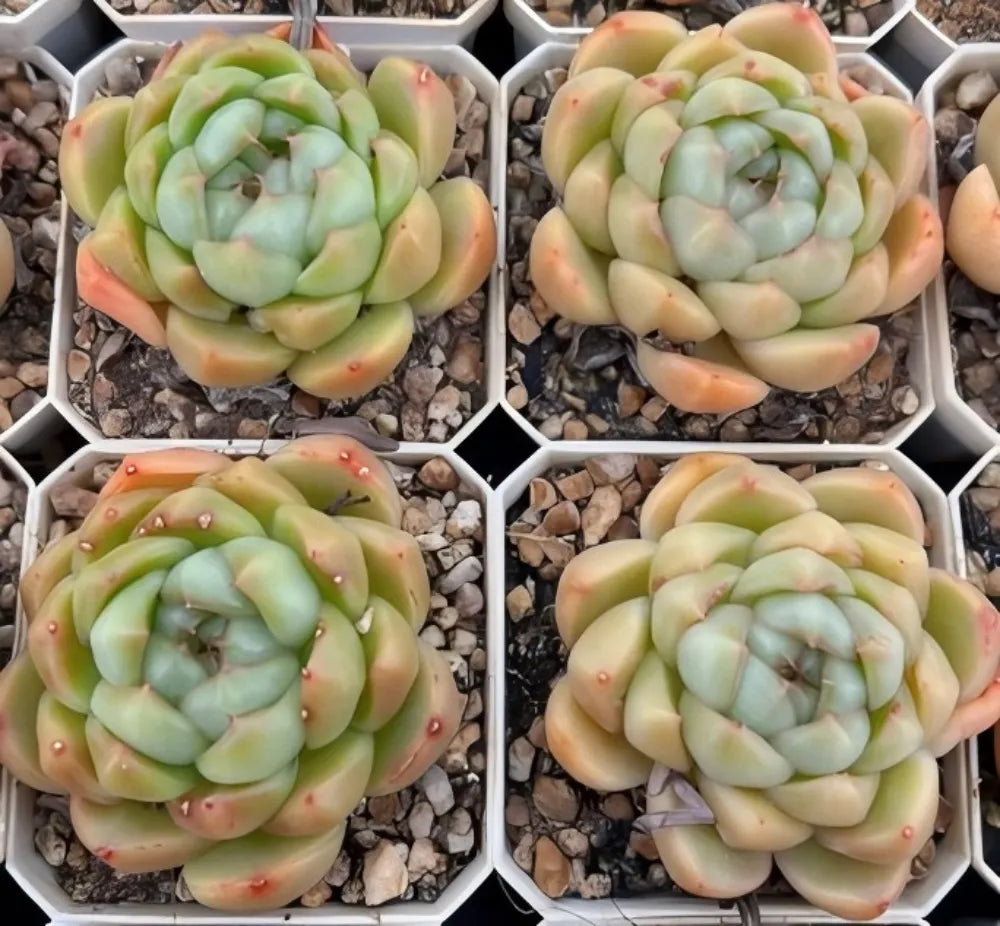 Echeveria Biera Jenny Soil Song