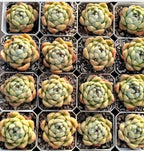 Echeveria Biera Jenny Soil Song