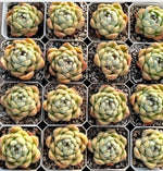 Echeveria Biera Jenny Soil Song