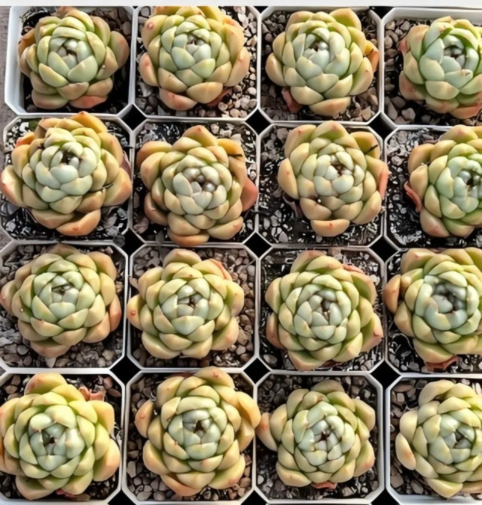 Echeveria Biera Jenny Soil Song