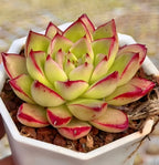 Echeveria Black King Soil Song
