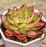 Echeveria Black King Soil Song