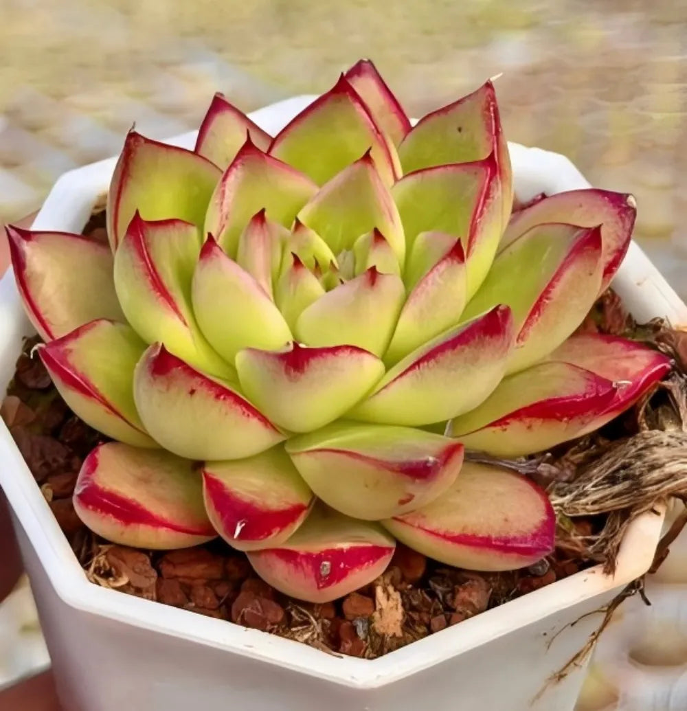 Echeveria Black King Soil Song