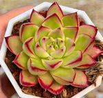 Echeveria Black King Soil Song