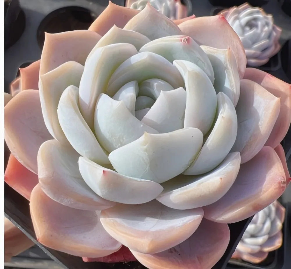 Echeveria Blue Dream Soil Song