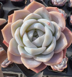 Echeveria Blue Dream Soil Song
