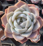 Echeveria Blue Dream Soil Song