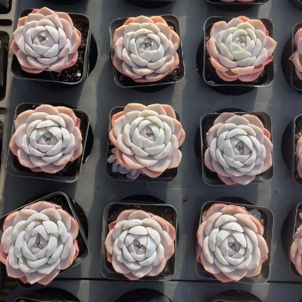 Echeveria Blue Dream Soil Song