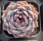 Echeveria Blueberry Soil Song