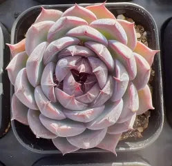 Echeveria Blueberry Soil Song