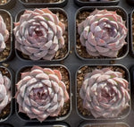 Echeveria Blueberry Soil Song