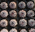 Echeveria Blueberry Soil Song