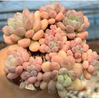 Echeveria Bubble Gum Soil Song