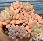 Echeveria Bubble Gum Soil Song