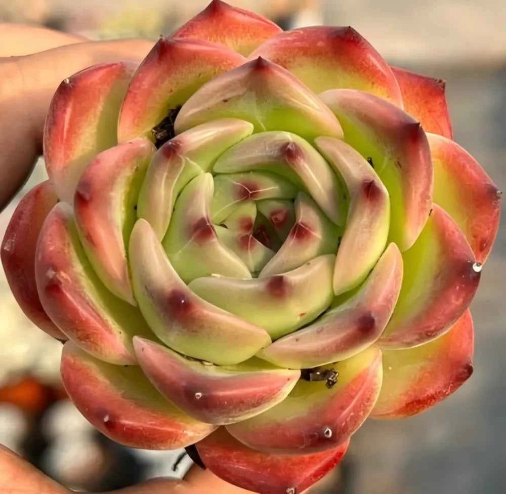 Echeveria Caesar