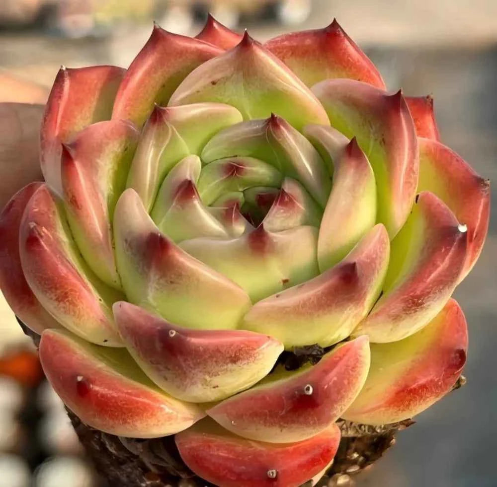 Echeveria Caesar Soil Song
