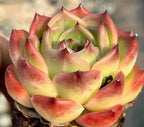 Echeveria Caesar