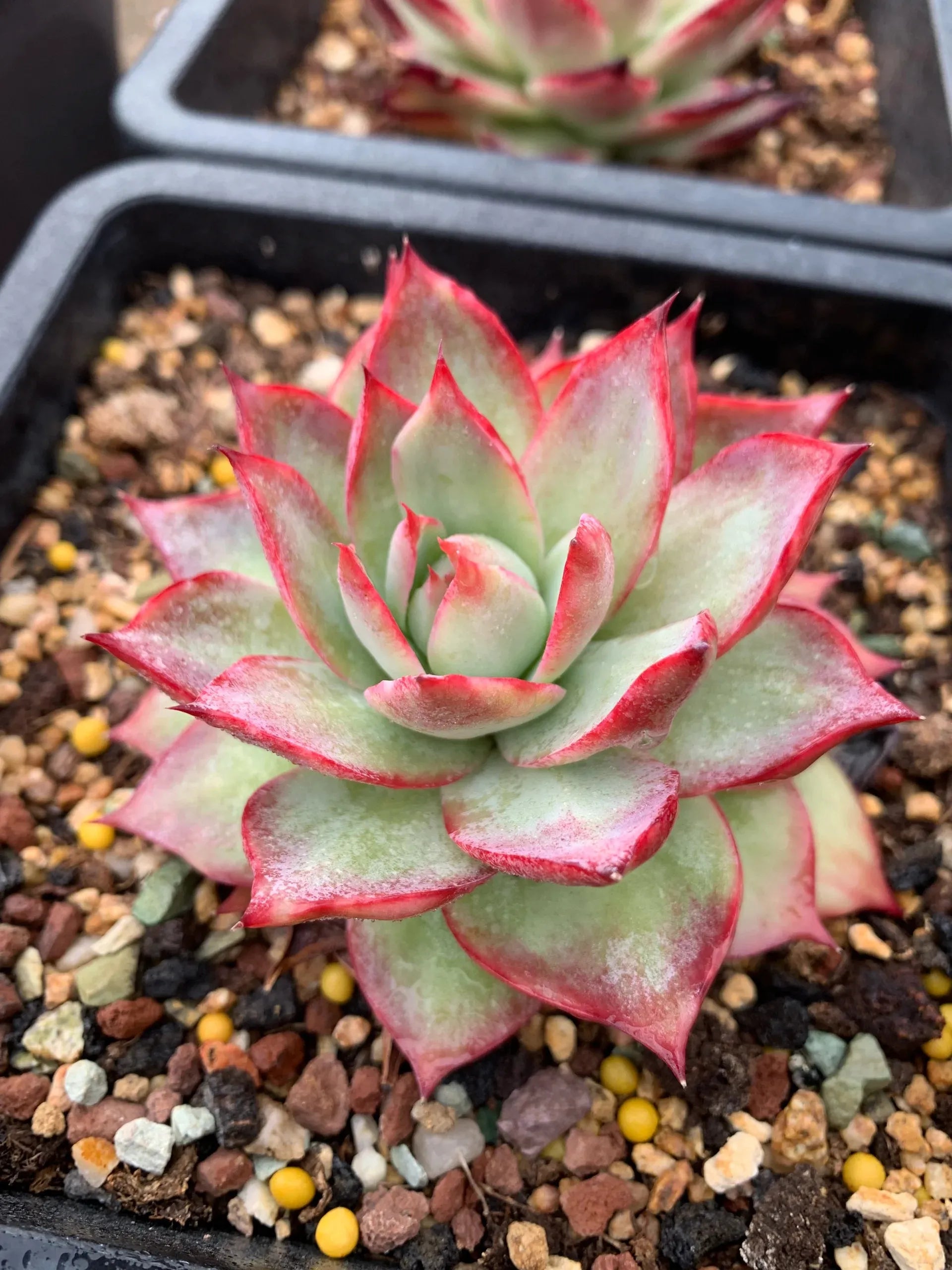 Echeveria Casio mysoilsong