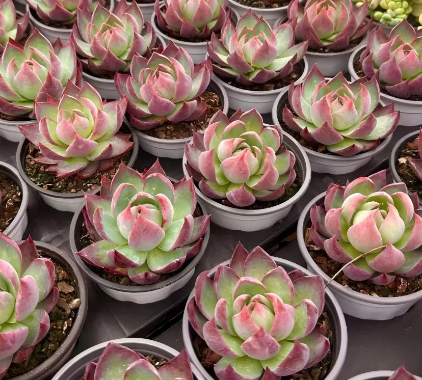 Echeveria Cassiopeia Soil Song